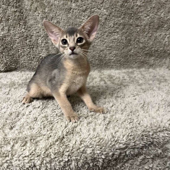 Abyssinian NOV Henri