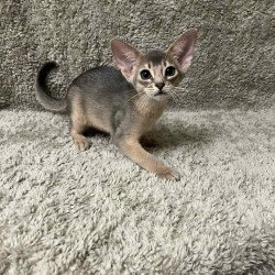 Abyssinian NOV Henri