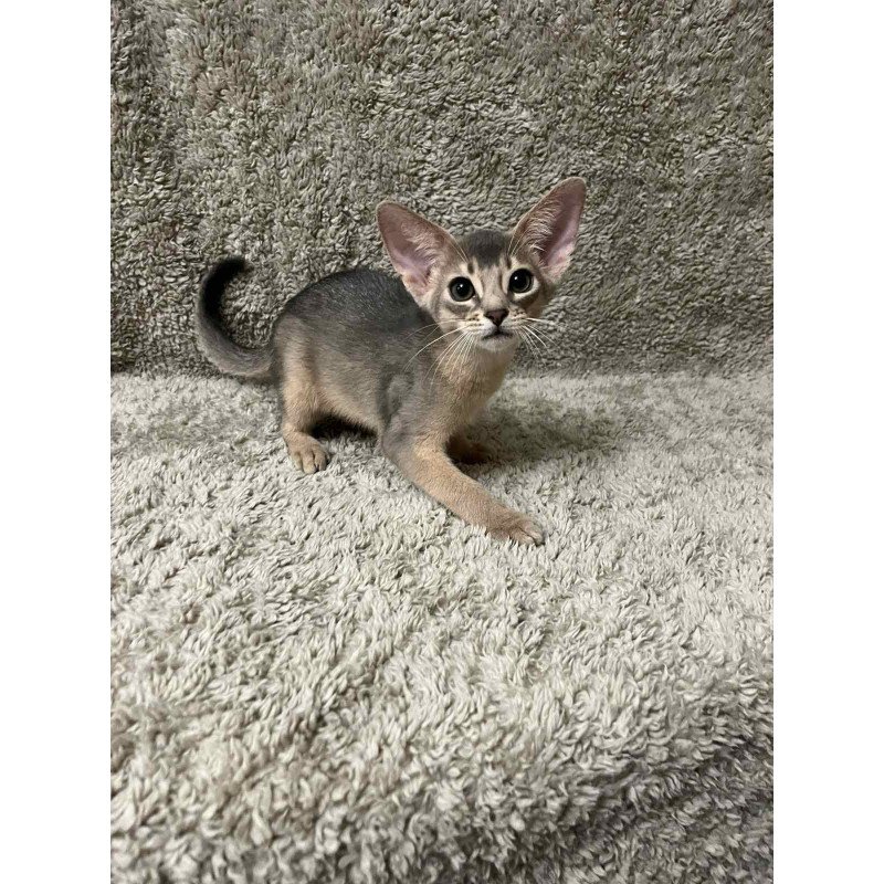 Abyssinian NOV Henri