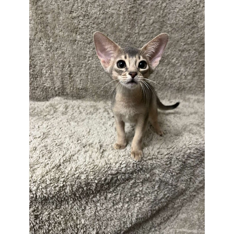 Abyssinian NOV Henri