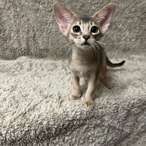Abyssinian NOV Henri