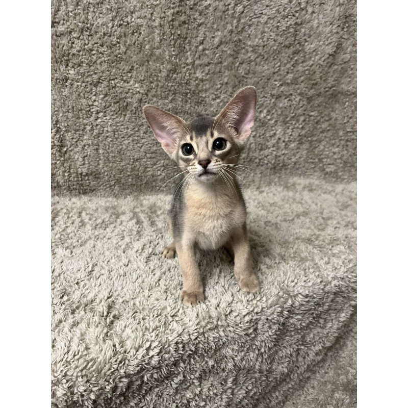 Abyssinian NOV Henri