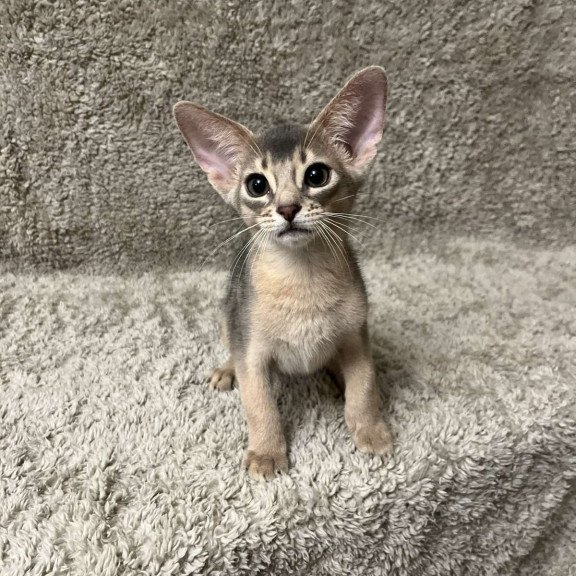 Abyssinian NOV Henri