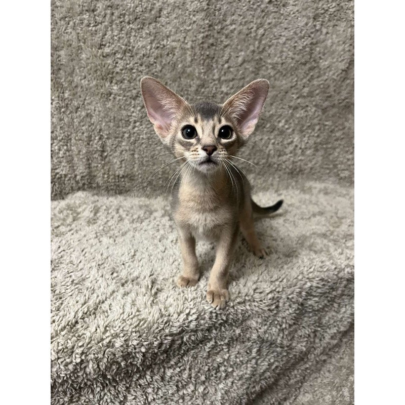 Abyssinian NOV Henri
