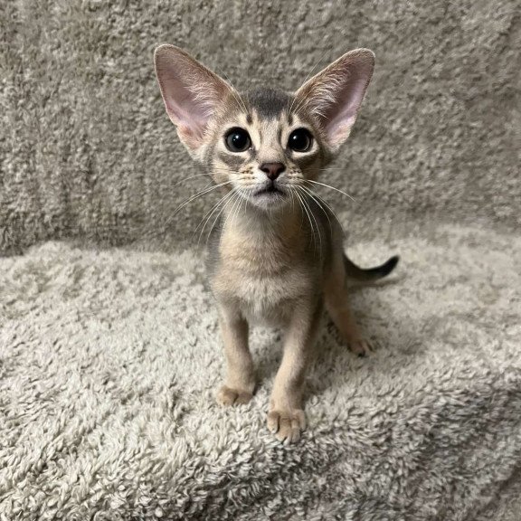 Abyssinian NOV Henri