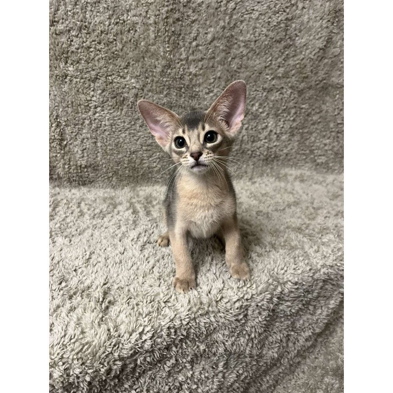 Abyssinian NOV Henri