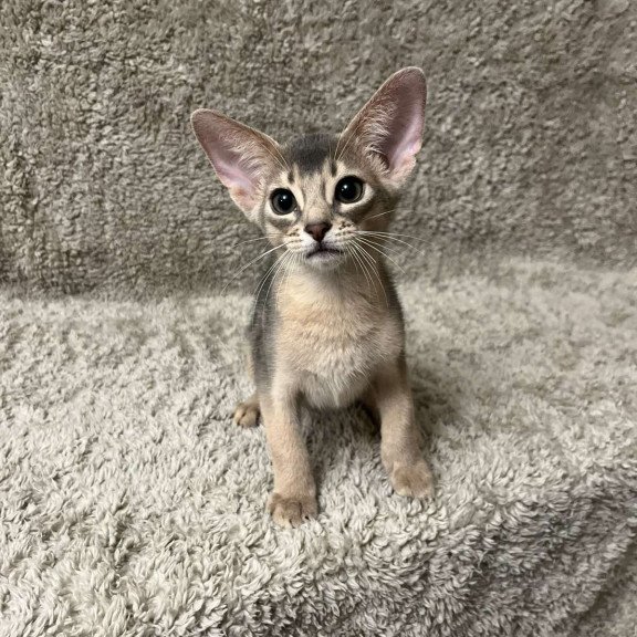 Abyssinian NOV Henri