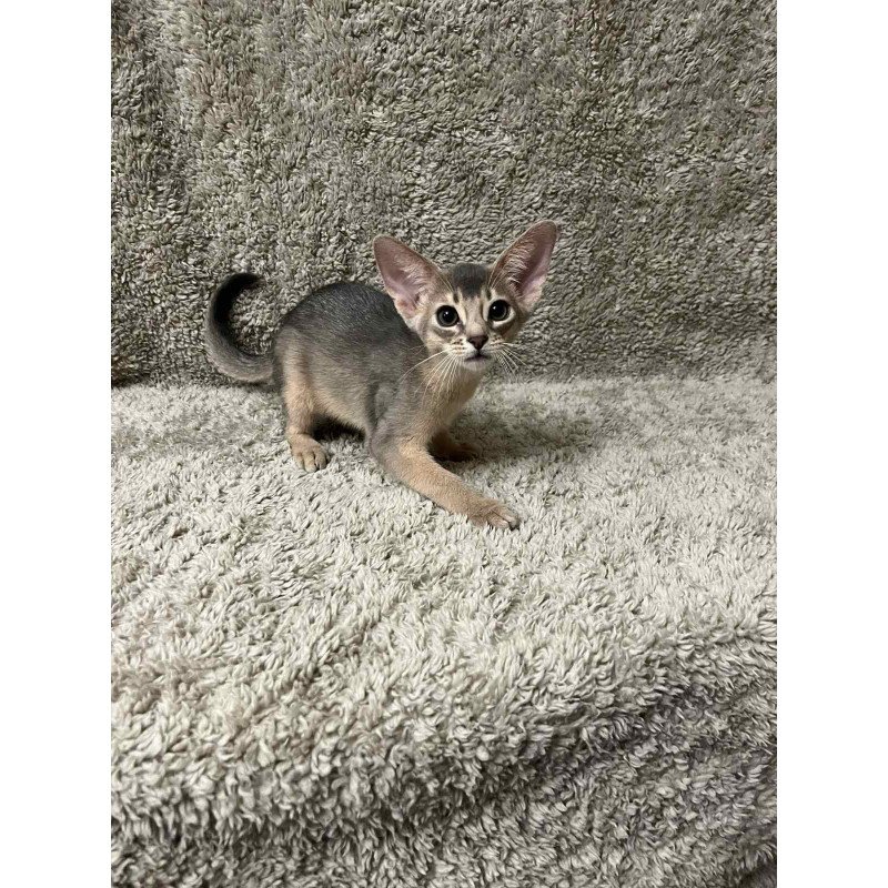 Abyssinian NOV Henri