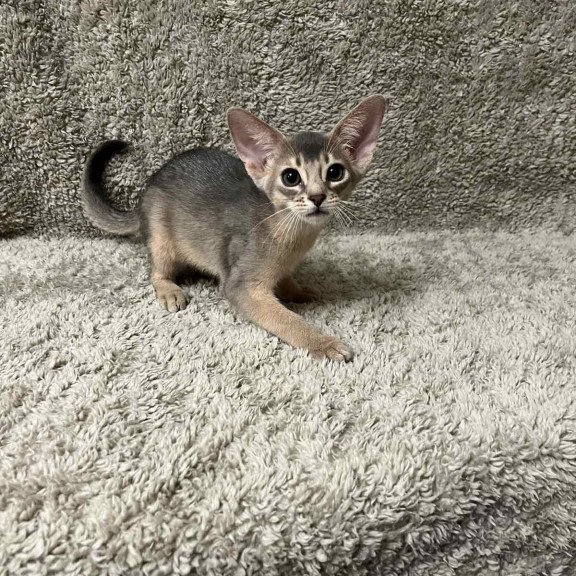 Abyssinian NOV Henri
