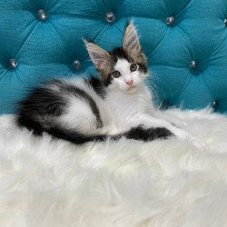 Maine Coon NOV Sem