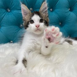 Maine Coon NOV Sem