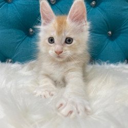 Maine Coon NOV Timofey
