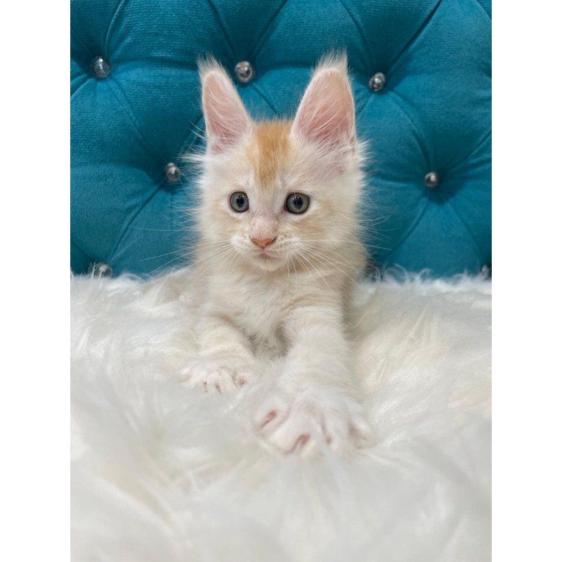 Maine Coon NOV Timofey