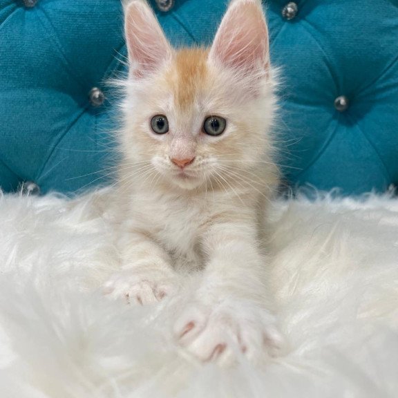 Maine Coon NOV Timofey