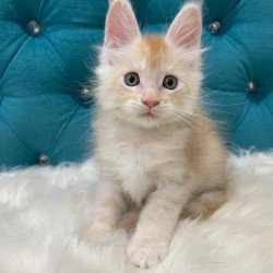 Maine Coon NOV Timofey