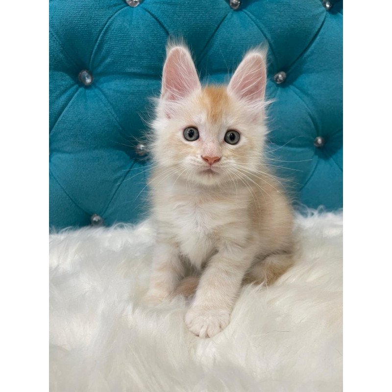 Maine Coon NOV Timofey