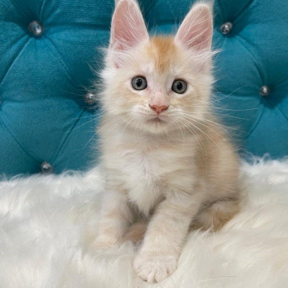 Maine Coon NOV Timofey
