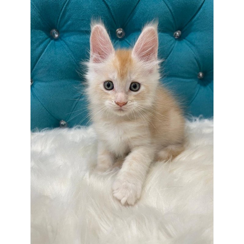 Maine Coon NOV Timofey