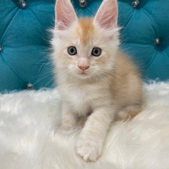 Maine Coon NOV Timofey