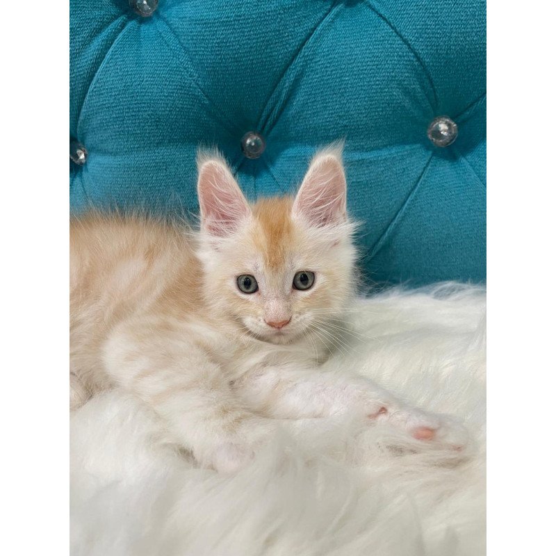 Maine Coon NOV Timofey