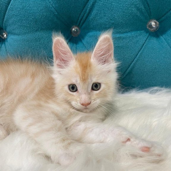 Maine Coon NOV Timofey