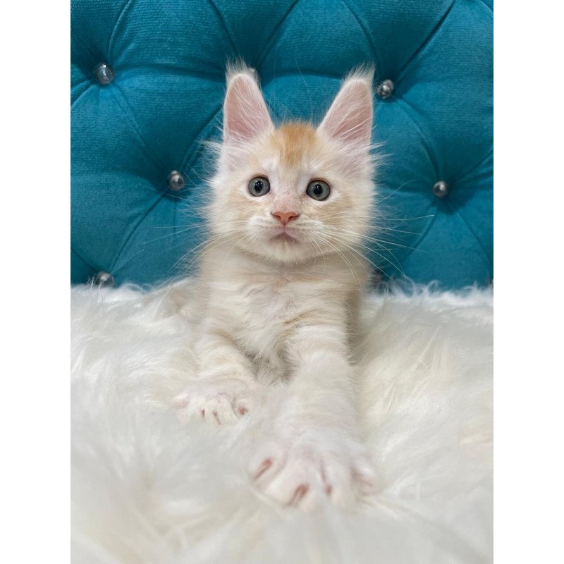 Maine Coon NOV Timofey