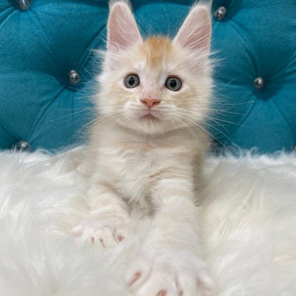Maine Coon NOV Timofey