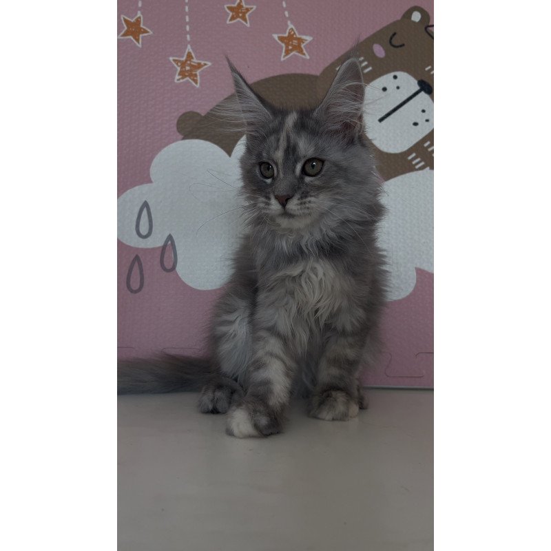 Maine Coon NOV Tiffany