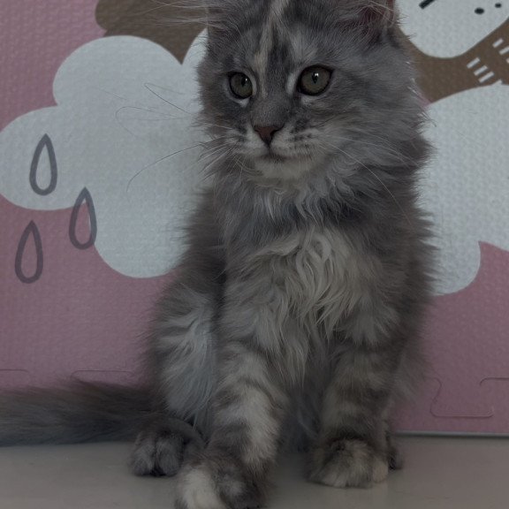 Maine Coon NOV Tiffany