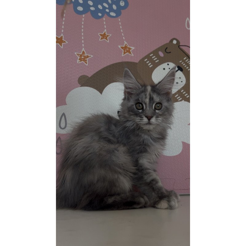 Maine Coon NOV Tiffany