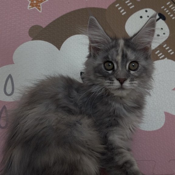 Maine Coon NOV Tiffany