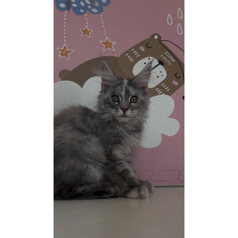 Maine Coon NOV Tiffany