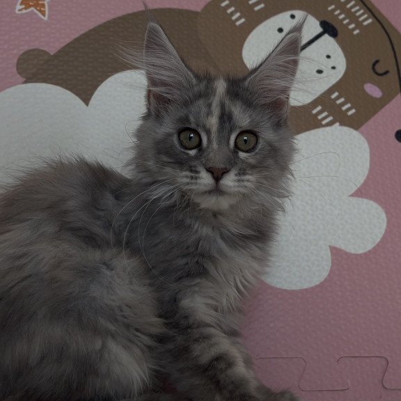 Maine Coon NOV Tiffany