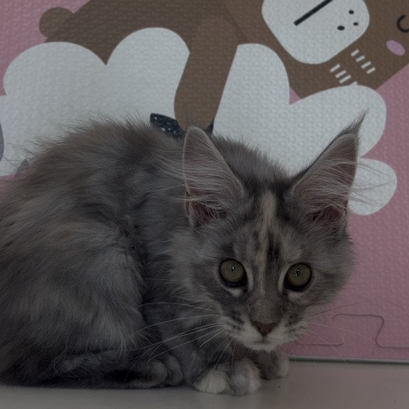 Maine Coon NOV Tiffany