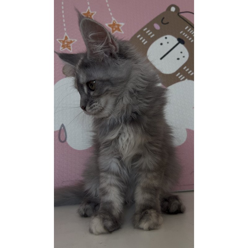 Maine Coon NOV Tiffany