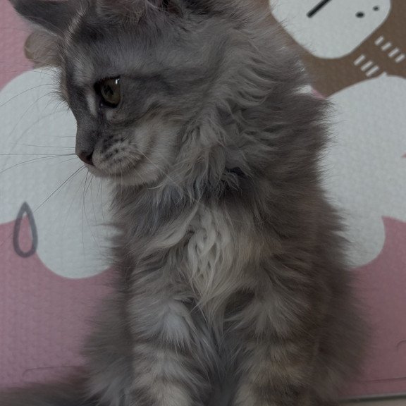 Maine Coon NOV Tiffany