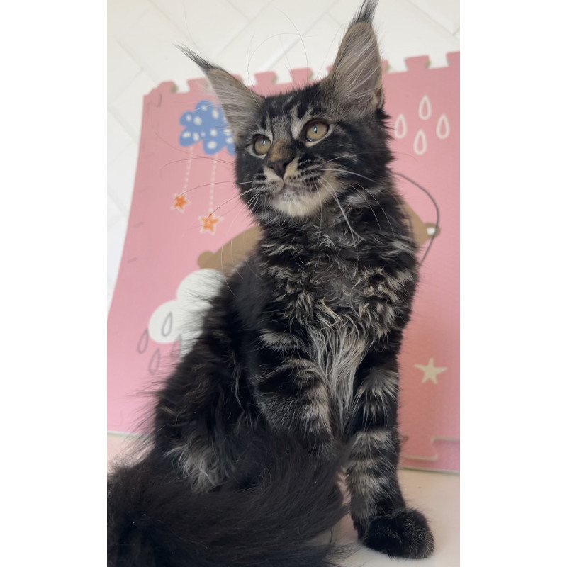 Maine Coon NOV Bourbon
