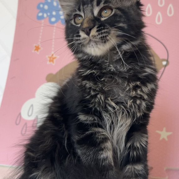 Maine Coon NOV Bourbon