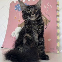 Maine Coon NOV Bourbon