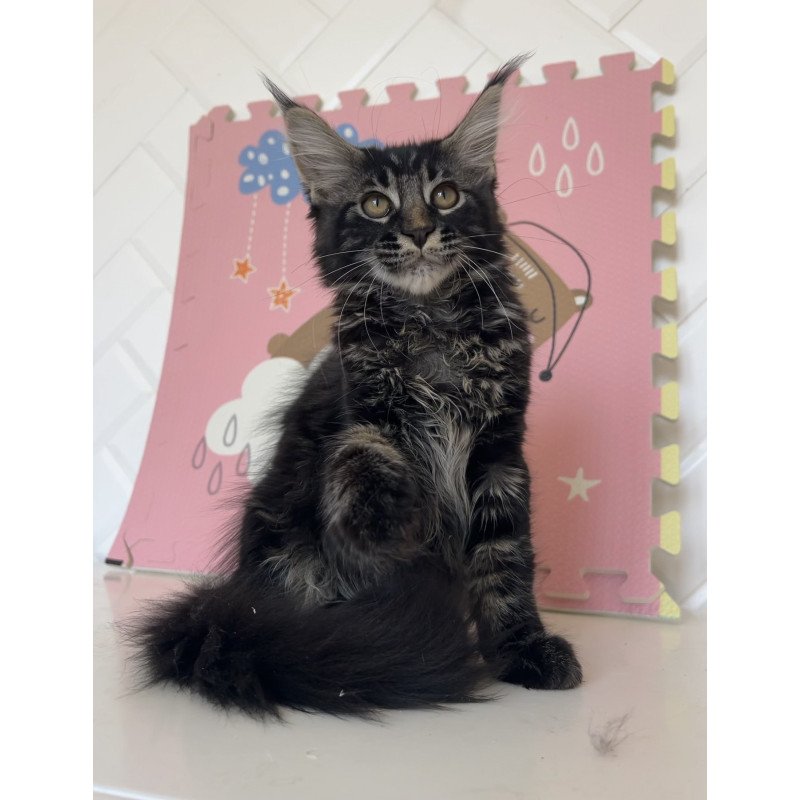 Maine Coon NOV Bourbon