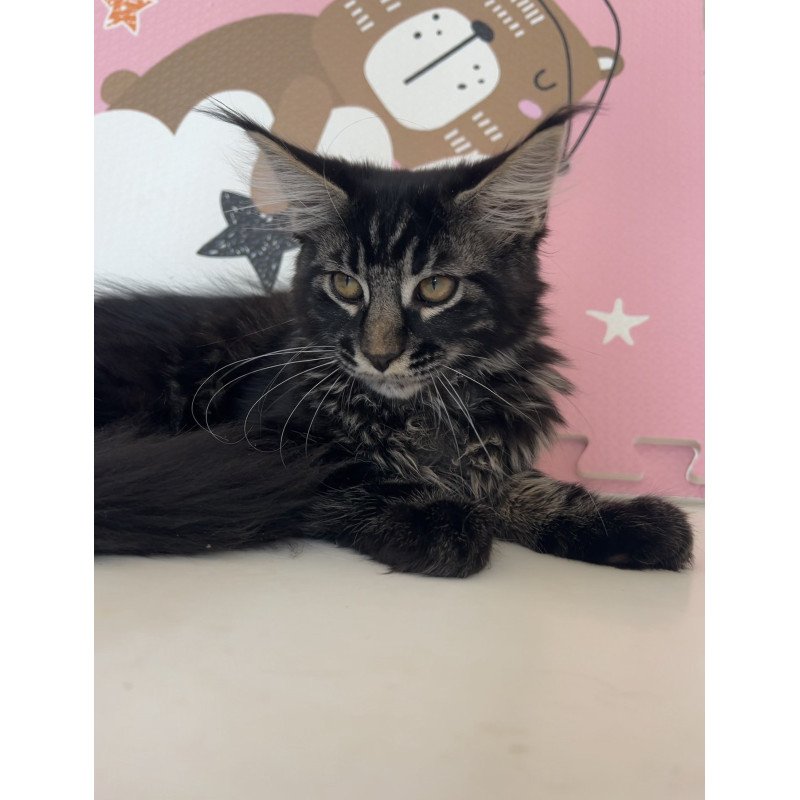 Maine Coon NOV Bourbon
