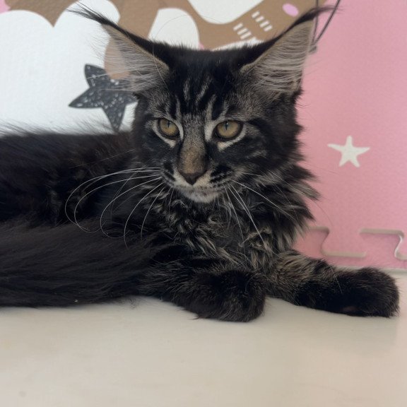 Maine Coon NOV Bourbon