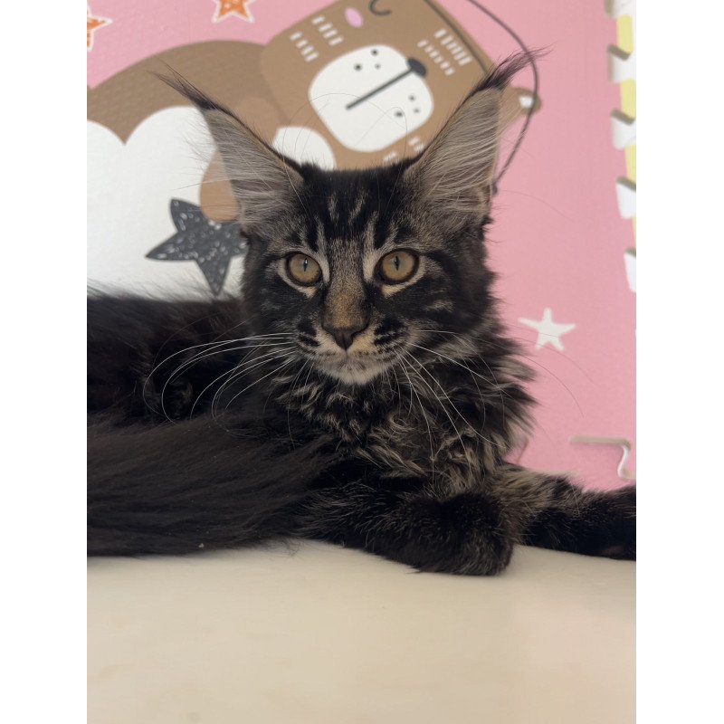 Maine Coon NOV Bourbon