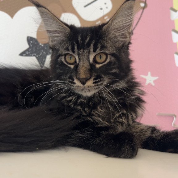 Maine Coon NOV Bourbon