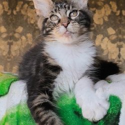 Maine Coon NOV Holiday