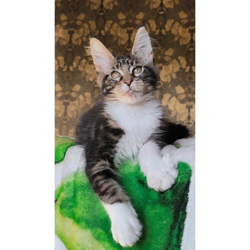 Maine Coon NOV Holiday