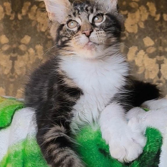 Maine Coon NOV Holiday