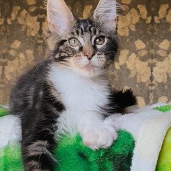 Maine Coon NOV Holiday
