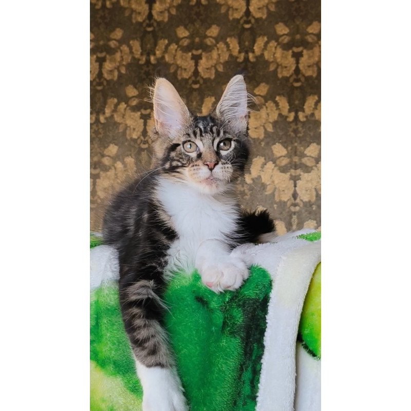 Maine Coon NOV Holiday