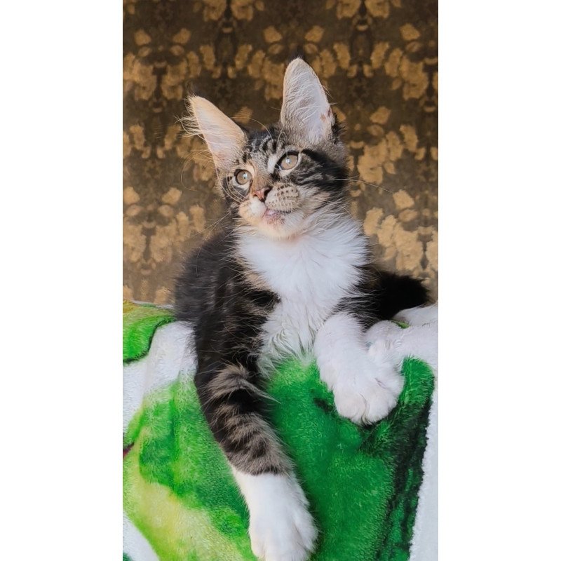 Maine Coon NOV Holiday